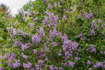 lilac syringa vulgaris blossom in summer of Germany