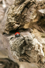Italy Maremma, close-up photo of Chrysomela Populi