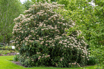 guelder rose blossom in park viburnum