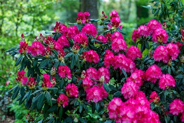 Crédence de cuisine en plexiglas Azalée rhododendron degronianum ssp yakushimanum fantastica blossom in park