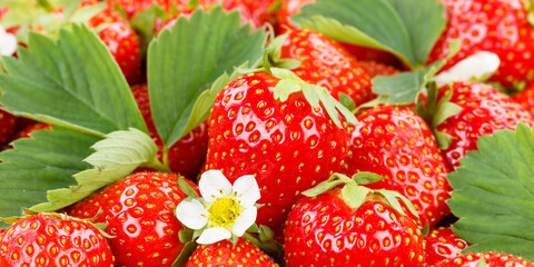 Strawberries berries fruits strawberry berry fruit with leaves and blossoms portrait format