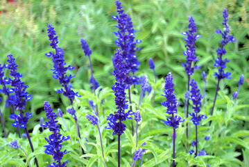 Obraz premium LAVANDA