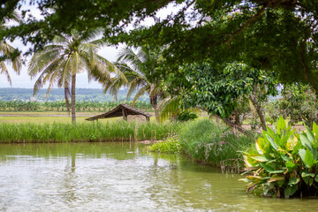 Obraz premium A hut beside a fish pond in the middle of a rice field planted with coconut trees around the fish pond. Agricultural areas in Thailand