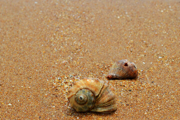 seashells on the beach, ocean shore, sand on the beach