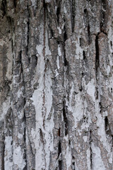 Old bark background material
