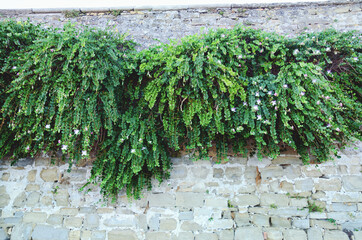 Background of the white brick wall overgrown with dense green bushes and blooming plants. Old town of city Piran, Slovenia. Textures of the world. 