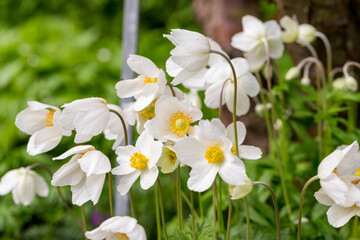 Anemone sylvestris flower detail 3