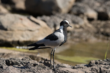 Kruger National Park: Blacksmith lapwing