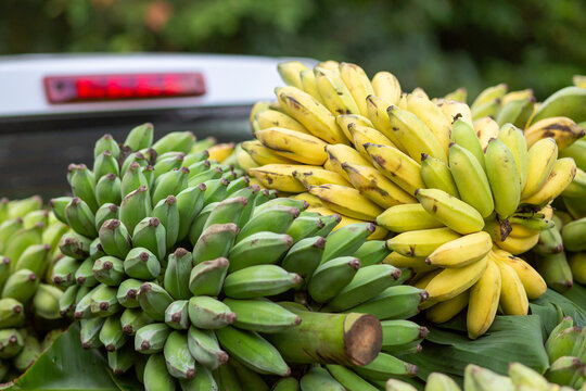 There are lots of bananas in the back of the pickup truck. middlemen to buy bananas from farmers Bananas are yellow-green. Thai agricultural bananas delicious sweet