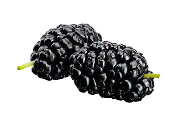 two berries of fresh sweet black mulberry on a white isolated background.