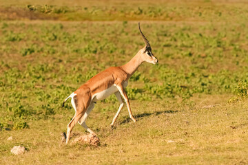 Naklejka na ściany i meble Gazelle de Grant Gazella granti au Kenya