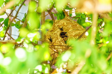 Wasp are flying in-out of the nest to find food and nesting materials.