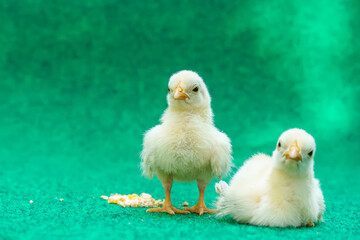 The yellow serama chicks on a artificial grass background.