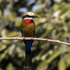 Kruger National Park: Birds White-fronted Bee-eater.