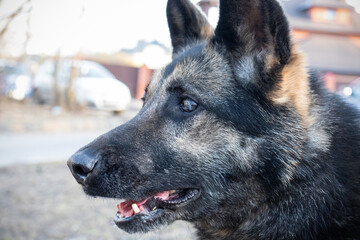 Muzzle of gray-brown shepherd dog, portrait in profile close-up.