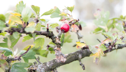 lonely red berry on a branch