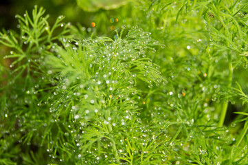 green dill after rain