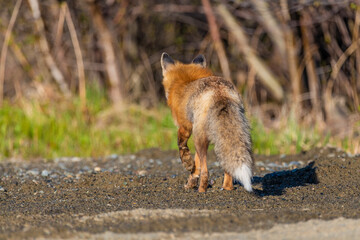 Wild red fox seen walking away behind view in natural, outdoor environment on the Alaska Highway in...