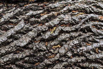 A macro of a forest tree bark to be used as a background poster