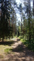 Лесная дорога, forest road