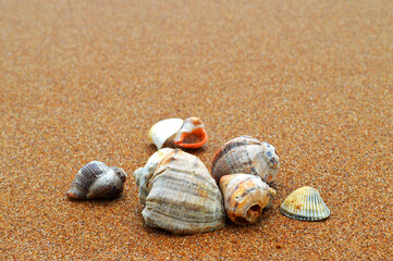 seashells on the beach, ocean shore, sand on the beach