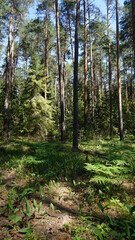 Лесной массив, forest area