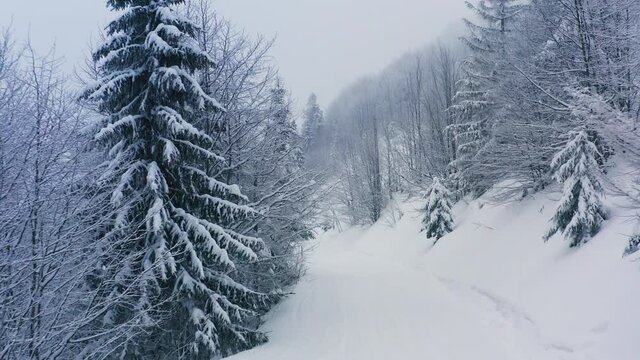 A dense spruce forest covering the snow-capped hills of the Carpathian Mountains and snow falling from the sky