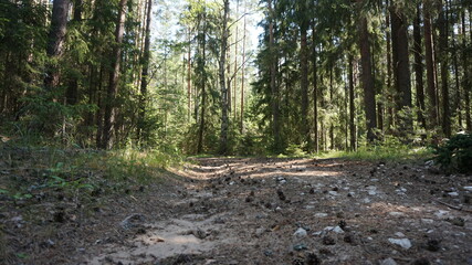 Лесная дорога, forest road