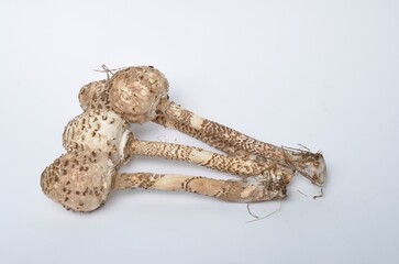 parasol mushroom on a white background