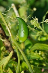 Achocha growing in a garden