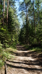 Лесная дорога, forest road