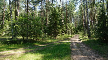 Лесная дорога, forest road