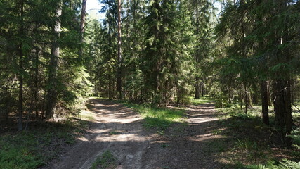 Лесная дорога, forest road