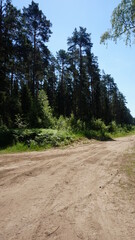 Лесная дорога, forest road