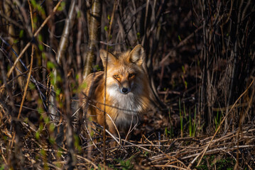 Wild red fox vulpes seen hiding, hunting in thick brush area along Alaska Highway in northern Canada during early spring time with dark theme. 