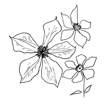 Fuchsia Clematis in a vector style isolated. Black and white sketch. Spring Flowers Blooming