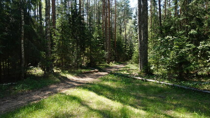 Лесная дорога, forest road