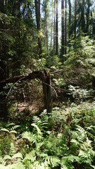 Лесной массив, forest area