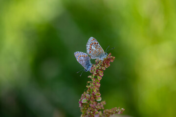 Pair of Common Blue butterflies mating (POlyommatus icarus icraus)