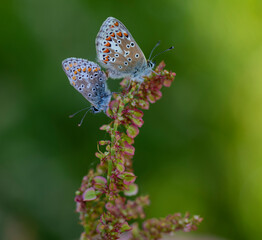 Pair of Common Blue butterflies mating (POlyommatus icarus icraus)