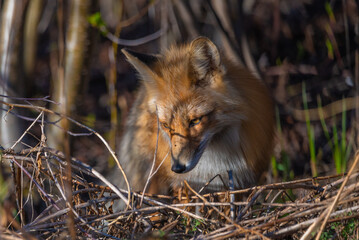 Wild red fox vulpes seen hiding, hunting in thick brush area along Alaska Highway in northern Canada during early spring time with dark theme. 