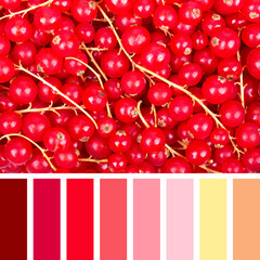 Redcurrant Palette