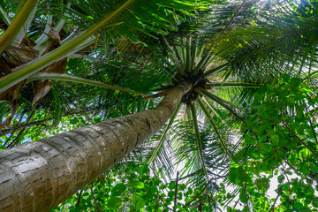 Naklejka premium Bottom view of a tall palm tree in the rainforest