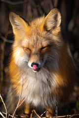 Close up face of a stunning, young red fox vulpes with eyes closed, licking nose in dark setting, background blurred. Taken in Yukon Territory, northern Canada during spring summer time. 