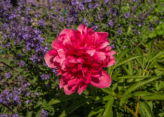 pink flower in a garden
