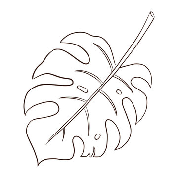 recommend clip art: Monstera Leaf Line Art. Hand drawn tropical foliage isolated vector illustration for logo, emblem, cosmetics, spa, beauty care products, template, web, stickers and prints