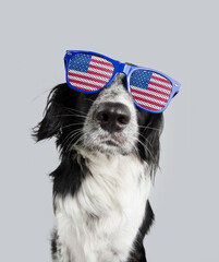 Independence day 4th of july border collie dog. Isolated on gray colored background