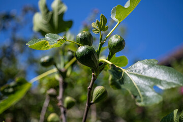 New figs forming on a Brown Turkey fig tree