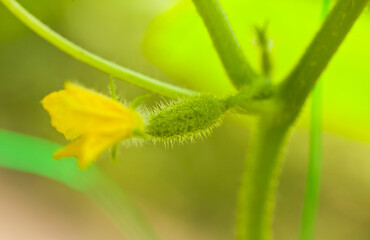 Yellow flower of a cucumber on a blurred background.