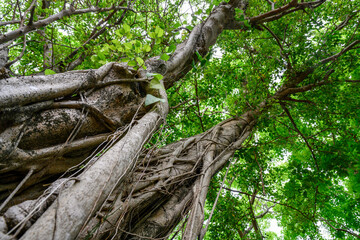 Obraz premium Bottom view of the intertwining roots rise up to the trunk of a rising Banyan tree